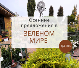 М-НЫ "ЗЕЛЁНЫЙ МИР": ХРИЗАНТЕМА МУЛЬТИФЛОРА И ДРУГИЕ ВЫГОДНЫЕ ПРЕДЛОЖЕНИЯ ЭТОЙ ОСЕНИ!