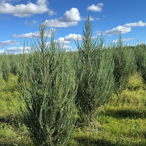 Можжевельник скальный Блу Арроу