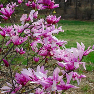 Магнолия Бетти