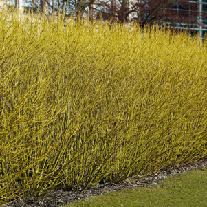 Дёрен отпрысковый Флавирамеа