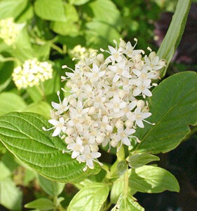 Дёрен отпрысковый Флавирамеа