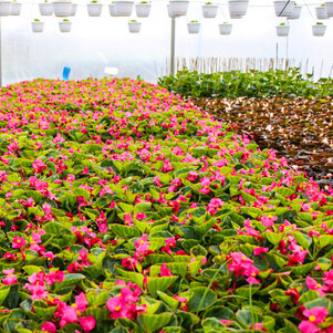 Бегония вечноцветущая