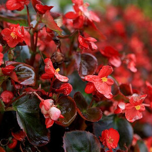 Бегония вечноцветущая