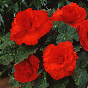 Бегония клубневая Мокка