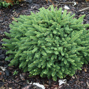 Ель обыкновенная Пумила Нигра