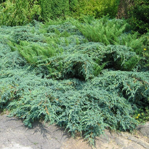 Можжевельник чешуйчатый Блю Карпет