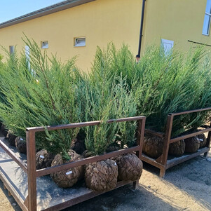 Можжевельник скальный Блу Арроу