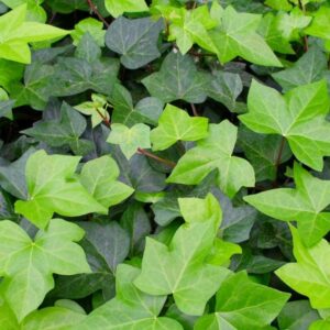 Плющ обыкновенный или плющ вьющийся