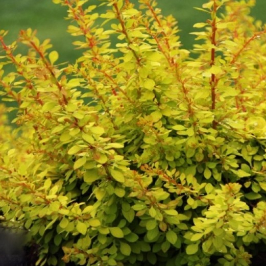 Лиственные кустарники купить в Гродно, цена