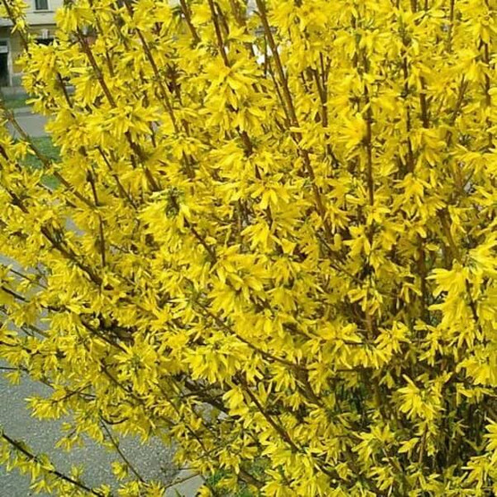 Лиственные кустарники | Каталог продукции ФХ «Зелёный горизонт»