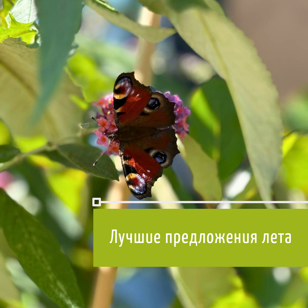 ЛУЧШИЕ ПРЕДЛОЖЕНИЯ В МАГАЗИНАХ "ЗЕЛЁНЫЙ МИР"