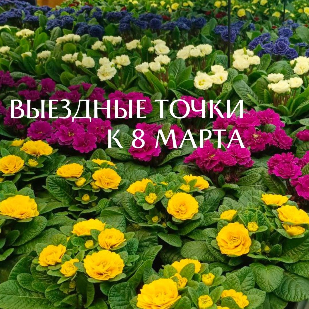 С 5 ПО 8 МАРТА ПИТОМНИК РАСТЕНИЙ "ЗЕЛЁНЫЙ ГОРИЗОНТ" И  М-Н "ЗЕЛЁНЫЙ МИР" ПРИГЛАШАЮТ ЗА ЦВЕТАМИ К 8 МАРТА В ГРОДНО
