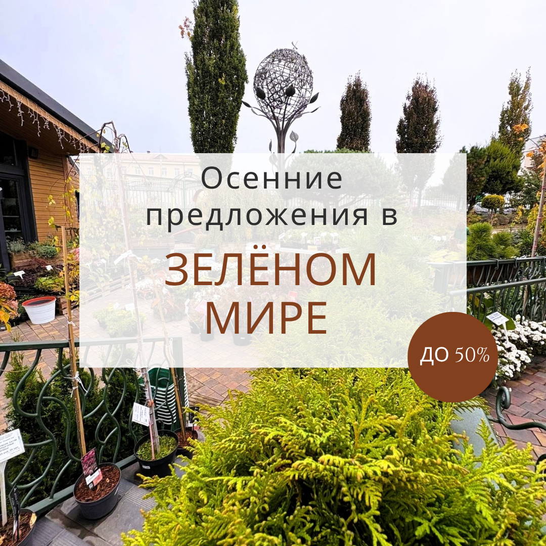 М-НЫ "ЗЕЛЁНЫЙ МИР": ХРИЗАНТЕМА МУЛЬТИФЛОРА И ДРУГИЕ ВЫГОДНЫЕ ПРЕДЛОЖЕНИЯ ЭТОЙ ОСЕНИ!