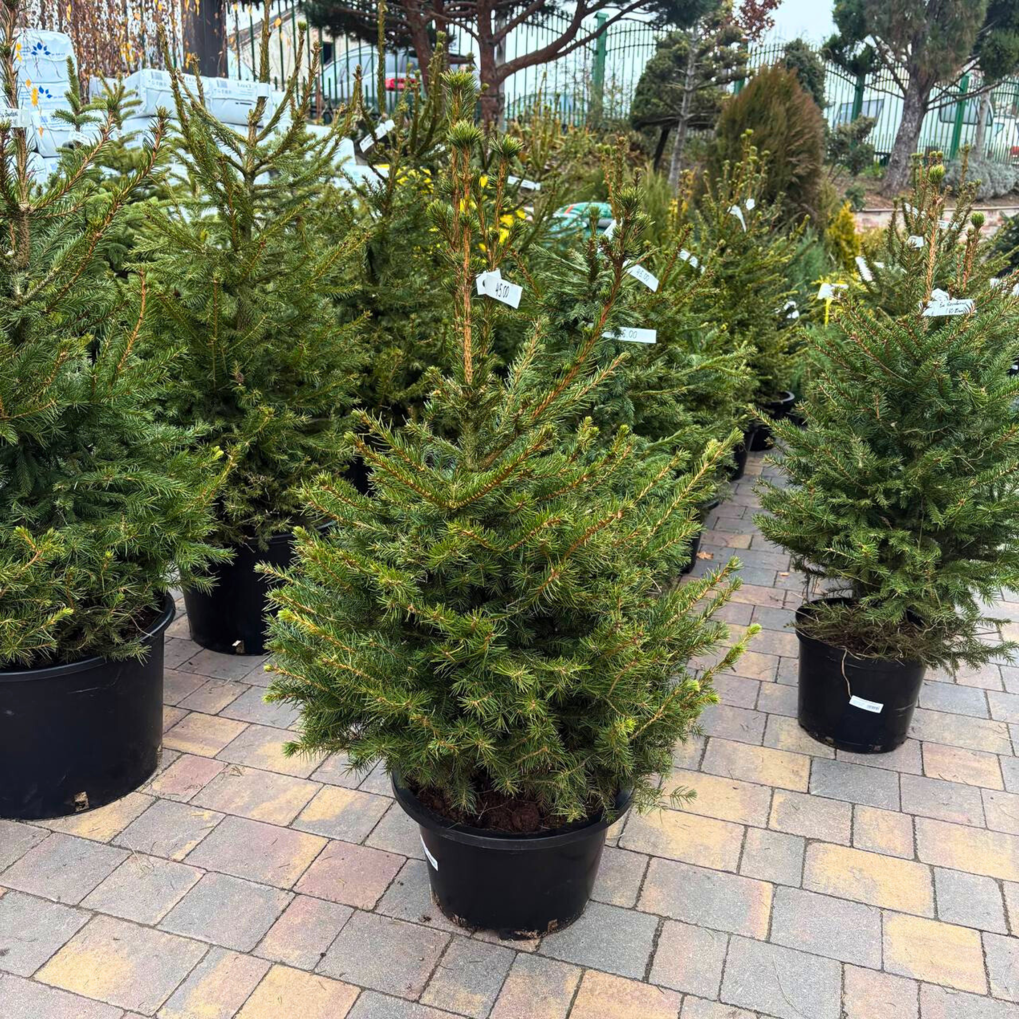 Ель сербская