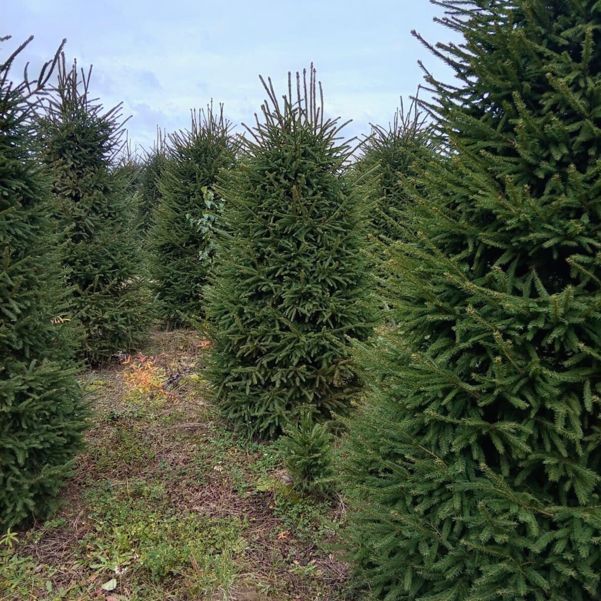 Ель обыкновенная ЭКСТРА