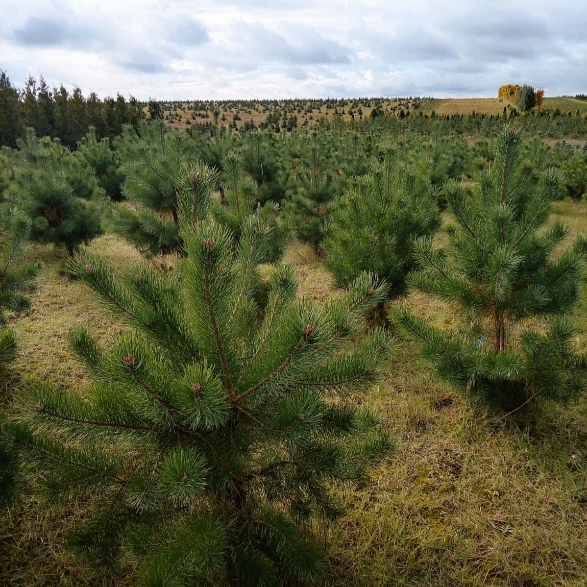 Сосна обыкновенная 